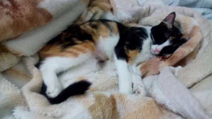 Gato ra a Náo definida idade 7 a 11 meses nome Sem nome