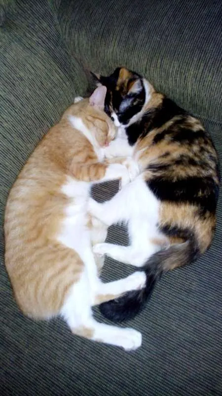 Gato ra a Náo definida idade 7 a 11 meses nome Sem nome