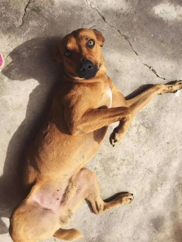 Cachorro ra a SRD idade 7 a 11 meses nome Sua escolha