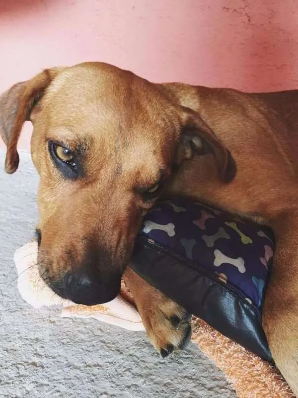 Cachorro ra a SRD idade 7 a 11 meses nome Sua escolha