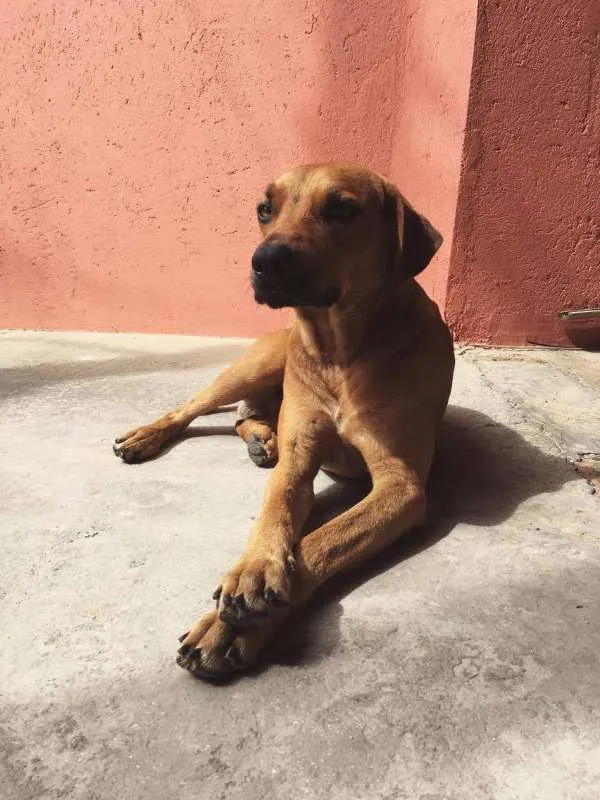 Cachorro ra a SRD idade 7 a 11 meses nome Sua escolha
