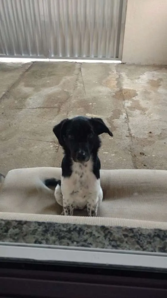 Cachorro ra a SRD idade 2 a 6 meses nome Maria Eugênia