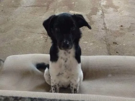 Cachorro ra a SRD idade 2 a 6 meses nome Maria Eugênia