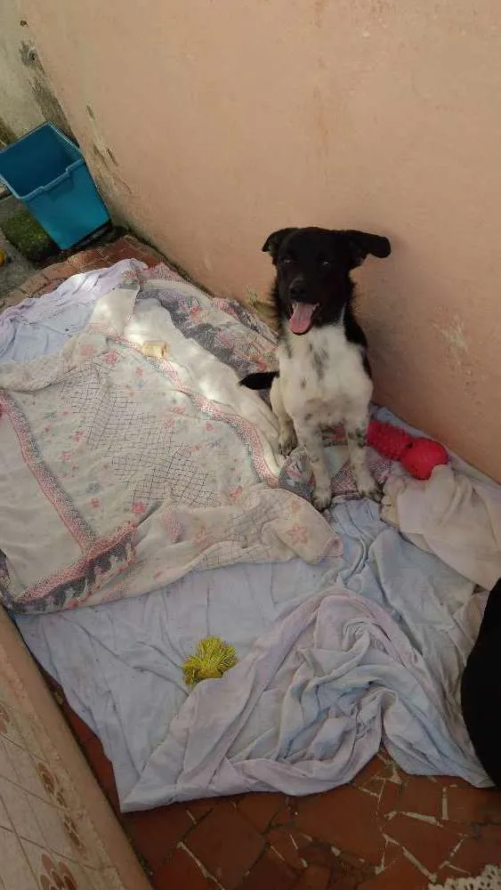 Cachorro ra a SRD idade 2 a 6 meses nome Maria Vitória