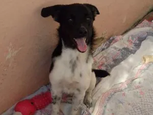 Cachorro raça SRD idade 2 a 6 meses nome Maria Vitória