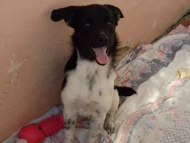 Cachorro ra a SRD idade 2 a 6 meses nome Maria Vitória