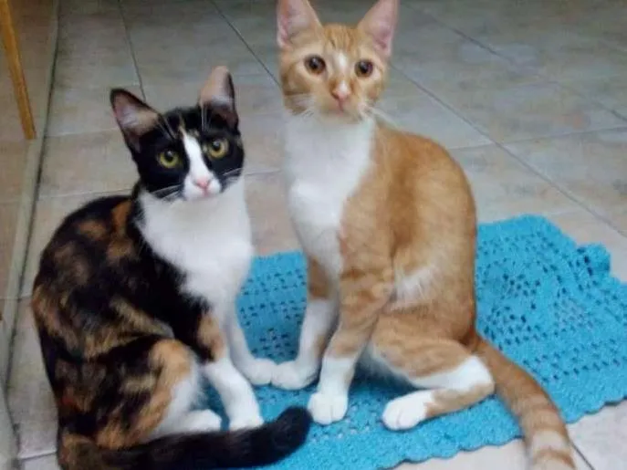 Gato ra a Náo definida idade 7 a 11 meses nome Sem nome