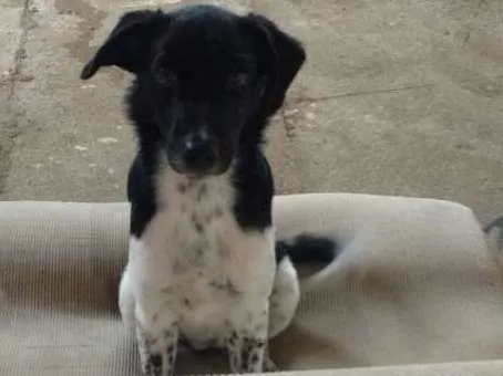 Cachorro ra a SRD idade 2 a 6 meses nome Maria Eugênia