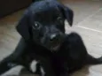 mel