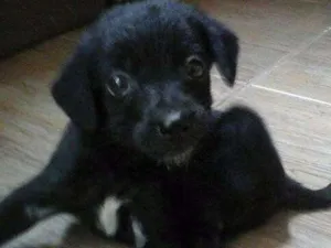 Cachorro raça vira lata idade 2 a 6 meses nome mel