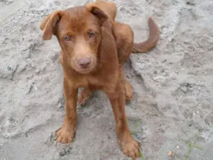 Cachorro raça SRD idade 4 anos nome Maylon