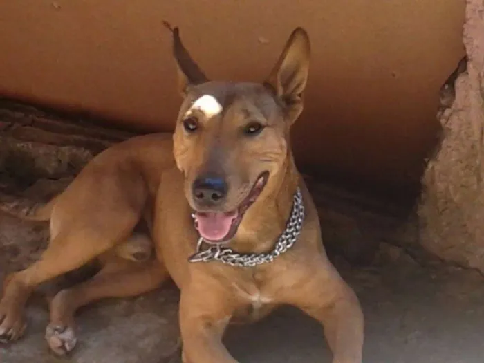 Cachorro ra a pitbull com buterrie idade 4 anos nome Thor
