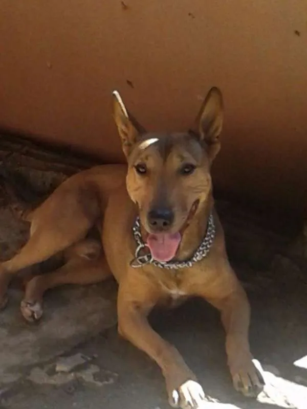 Cachorro ra a pitbull com buterrie idade 4 anos nome Thor