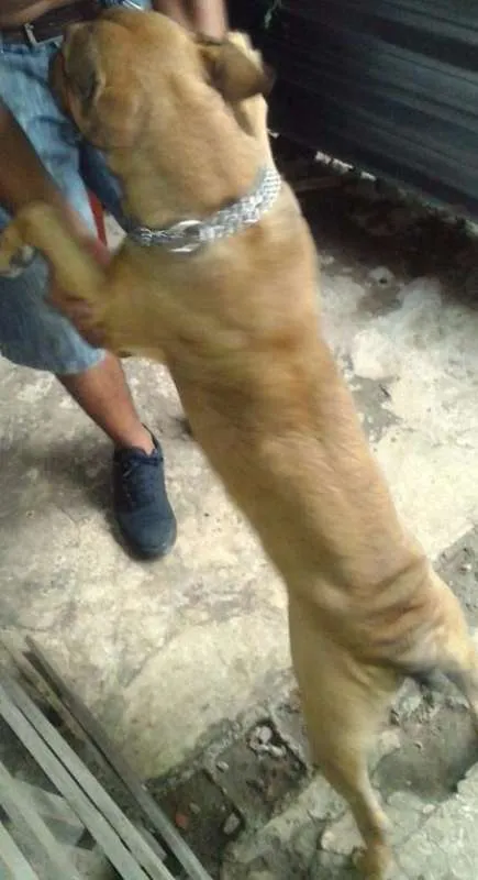 Cachorro ra a pitbull com buterrie idade 4 anos nome Thor