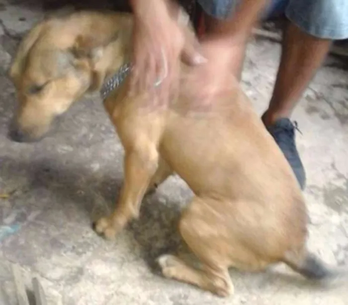 Cachorro ra a pitbull com buterrie idade 4 anos nome Thor