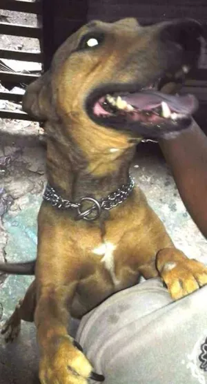 Cachorro raça pitbull com buterrie idade 4 anos nome Thor