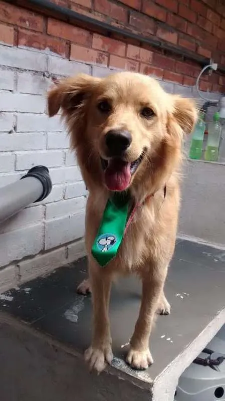 Cachorro ra a sdr idade 2 anos nome Scoob