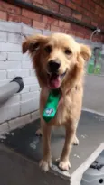 Scoob