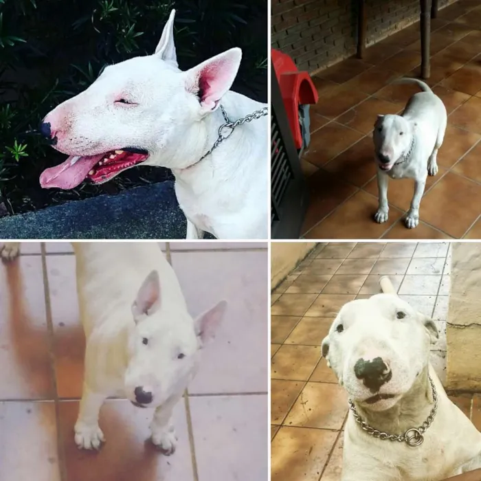 Cachorro ra a Bull Terrie idade 5 anos nome Caronte