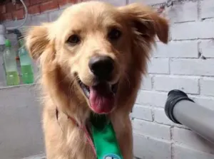 Cachorro raça sdr idade 2 anos nome Scoob