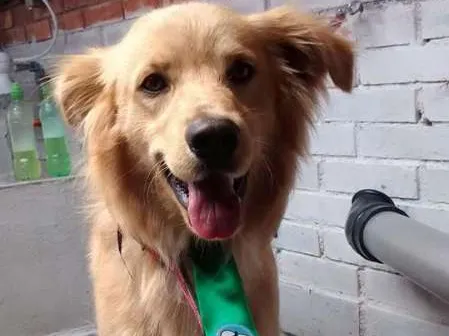 Cachorro ra a sdr idade 2 anos nome Scoob