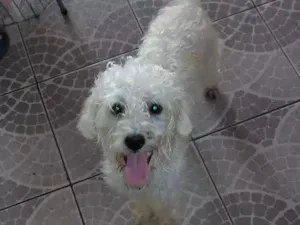 Cachorro raça Puldo idade 3 anos nome Jhord