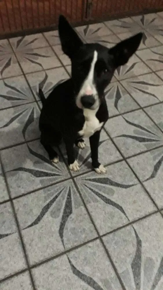 Cachorro ra a Pitbull misturada idade 1 ano nome Lunna