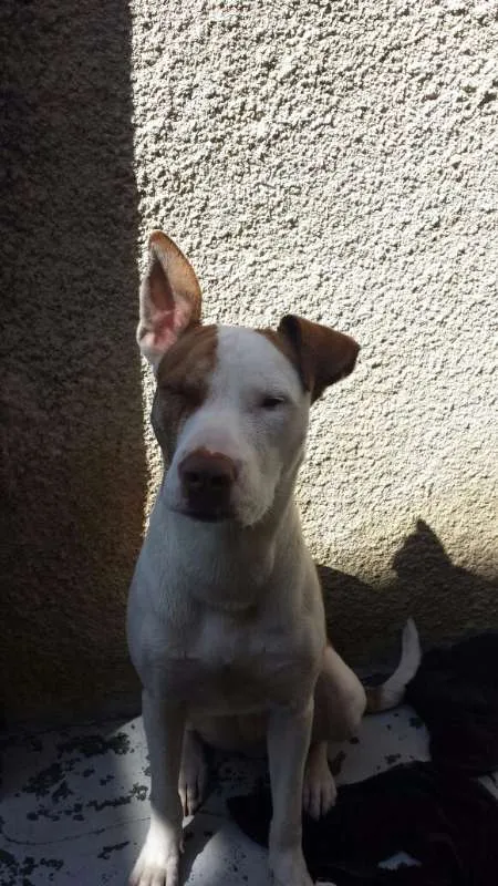 Cachorro raça Pittbull idade 3 anos nome Nikita