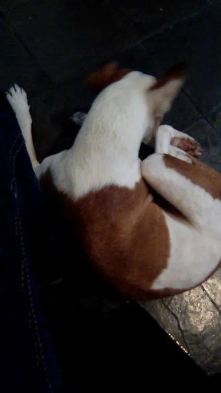 Cachorro raça Pittbull idade 3 anos nome Nikita