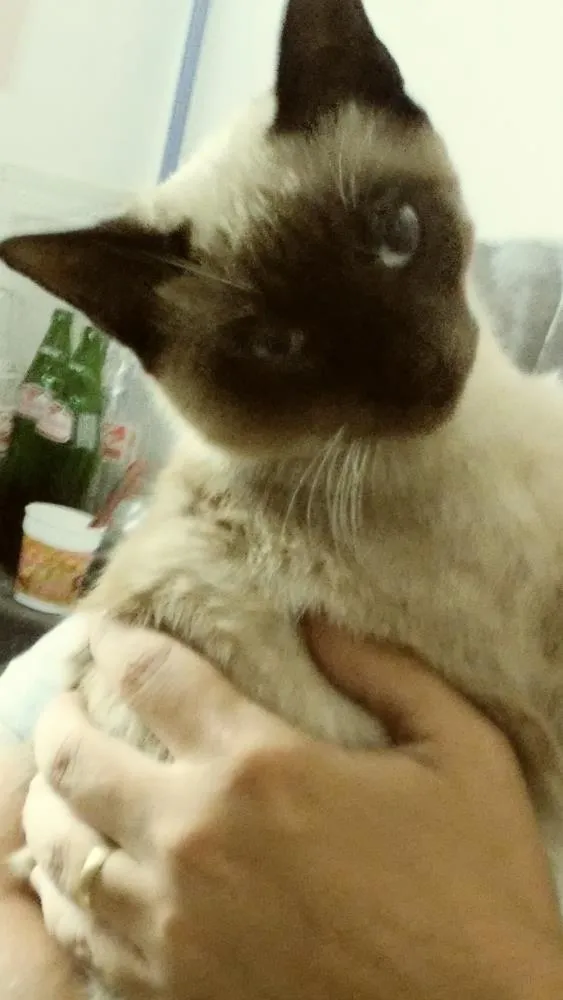 Gato ra a Siames idade 2 a 6 meses nome Sem nome