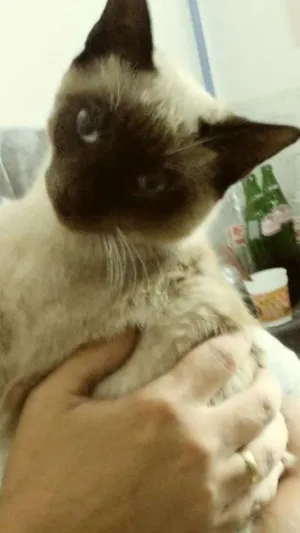 Gato raça Siames idade 2 a 6 meses nome Sem nome