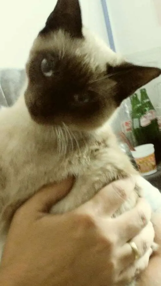 Gato ra a Siames idade 2 a 6 meses nome Sem nome