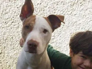 Cachorro raça Pittbull idade 3 anos nome Nikita
