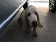Buster