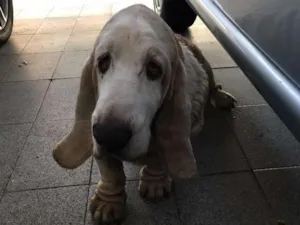 Cachorro raça Basset Hound idade 6 ou mais anos nome Buster