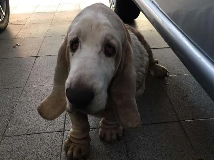Cachorro ra a Basset Hound idade 6 ou mais anos nome Buster