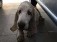 Buster