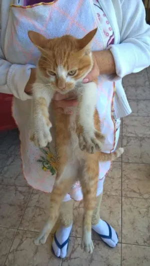 Gato raça  idade 7 a 11 meses nome Sem nome