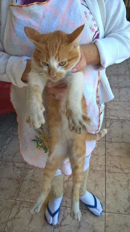 Gato ra a  idade 7 a 11 meses nome Sem nome