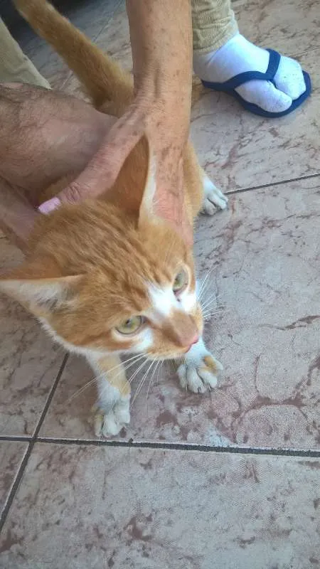 Gato ra a  idade 7 a 11 meses nome Sem nome