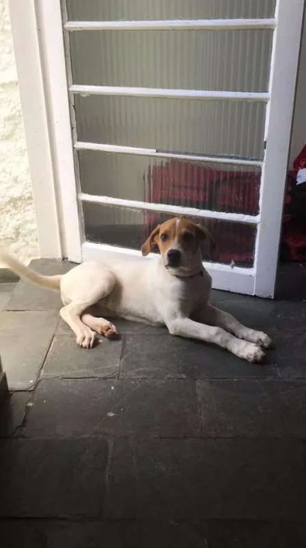 Cachorro raça Pedigueiro idade 2 a 6 meses nome Bala