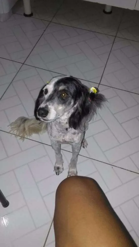 Cachorro ra a Podle idade 1 ano nome Belinha