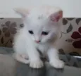 Sem Nom3