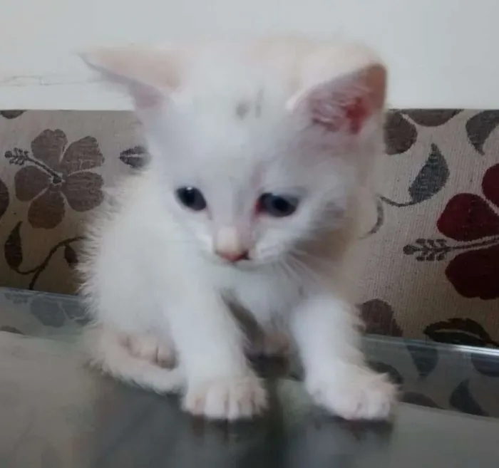 Gato ra a  idade Abaixo de 2 meses nome Sem Nom3