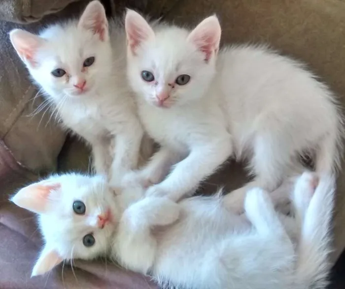 Gato ra a  idade Abaixo de 2 meses nome Sem Nom3
