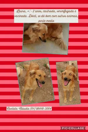 Cachorro raça SRD idade 2 anos nome Laura