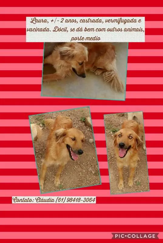 Cachorro ra a SRD idade 2 anos nome Laura