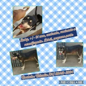 Cachorro raça SRD idade 1 ano nome Baby