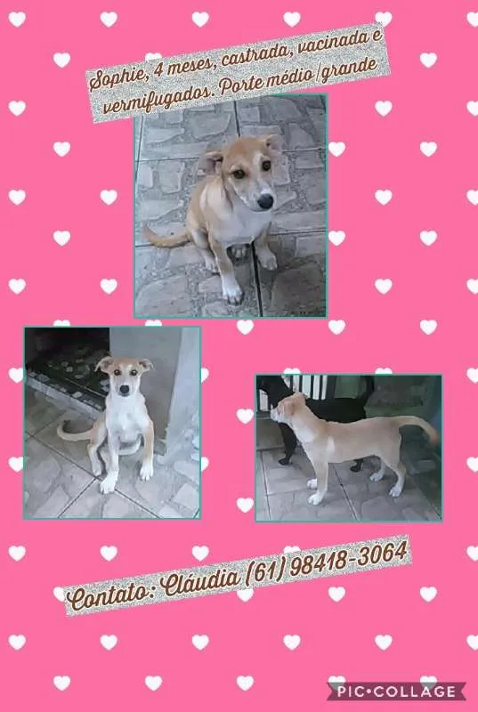 Cachorro ra a SRD idade 2 a 6 meses nome Sophie