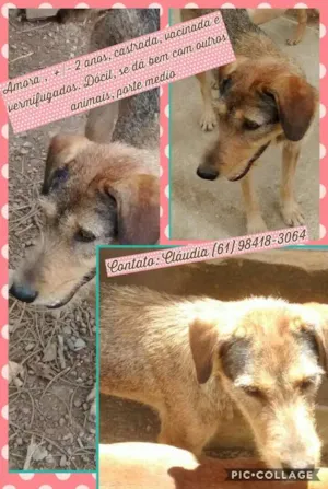 Cachorro raça SRD idade 2 anos nome Amora